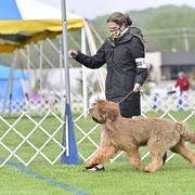Briard Puppies from Sendero Briards
