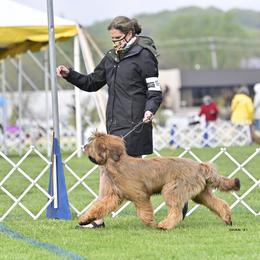 Briard Puppies from Sendero Briards