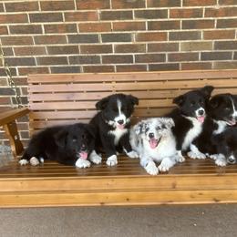 Border Collie Puppies from SoCal/Promise Land Border Collies