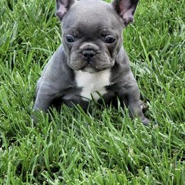 French Bulldog Puppies from Sweetheart French Bulldogs