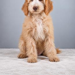 Shenindoah (Shani) - Red female Bernedoodle puppy in Caldwell, Idaho from Boise Doodle Co.