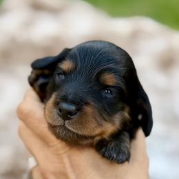 Toffee - Black and tan female Dachshund puppy in Cypress, California from Dickeys Doxies