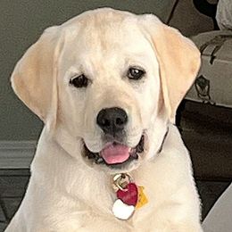 Maggie - Labrador Retriever puppy in Texas from Mystic Pines Labradors
