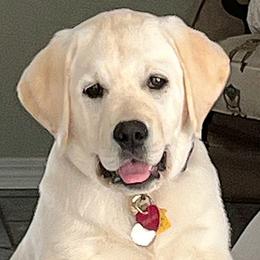 Maggie - Labrador Retriever puppy in Texas from Mystic Pines Labradors