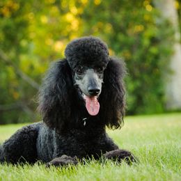 Goldendoodles from Three Boys Poodles & Doodles