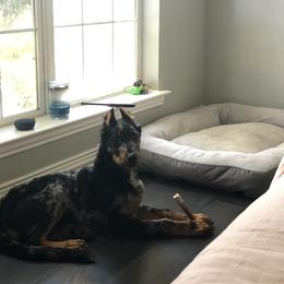 Beauceron and Doberman Pinscher Puppies from Elitehaus