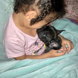 Cane Corso and French Bulldog Puppies from Jens Den