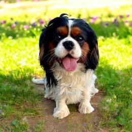 Stetson- Akc - Tri-color male Cavalier King Charles Spaniel puppy in Shepherdsville, Kentucky from Cavalierkentuckypride