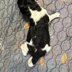 Boy 1 - male Newfypoo puppy in San Antonio, Texas from Mammoth Doodles