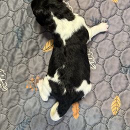 Boy 1 - male Newfypoo puppy in San Antonio, Texas from Mammoth Doodles