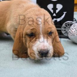 Queen - Mahogany and white female Basset Hound puppy in Big Rapids, Michigan from Basket Hound Bassets