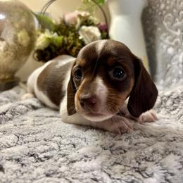Princess Diana - Piebald female Dachshund puppy in Aiken, South Carolina from State Eight Dachshunds