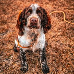 English Springer Spaniel Puppies from English Springer Spaniels at Lands Lodge