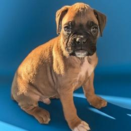 Zoro - Fawn male Boxer puppy in Mountain Home, Idaho from LJK Boxers & Toy Aussies