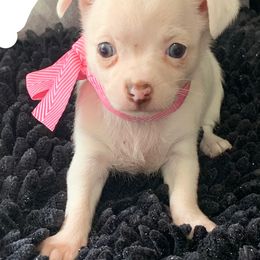 Chihuahua Puppies from Tiny Hiney Farm Chihuahuas