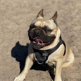 French Bulldogs from Catuiza Frenchies