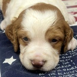 Holly boy 1 - Orange and white male Brittany puppy in Floyd Knobs, Indiana from Cross Creek Brittanys