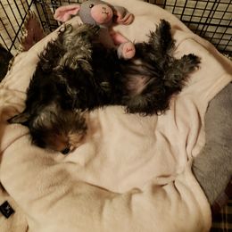 Miniature Schnauzer Puppies from Starbound Miniture Schnauzer's
