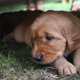 Golden Retriever Puppies from Red Bank Goldens