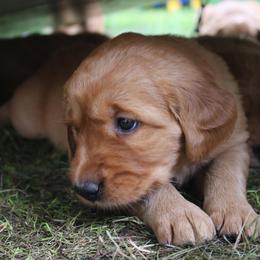 Golden Retriever Puppies from Red Bank Goldens