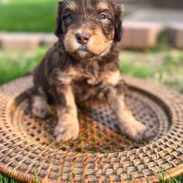 Goldendoodle Puppies from Cottonwood Farms