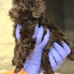 Boy-1 AKC limited - Silver male Poodle puppy in Sn Bernrdno, California from JennieMiniPets