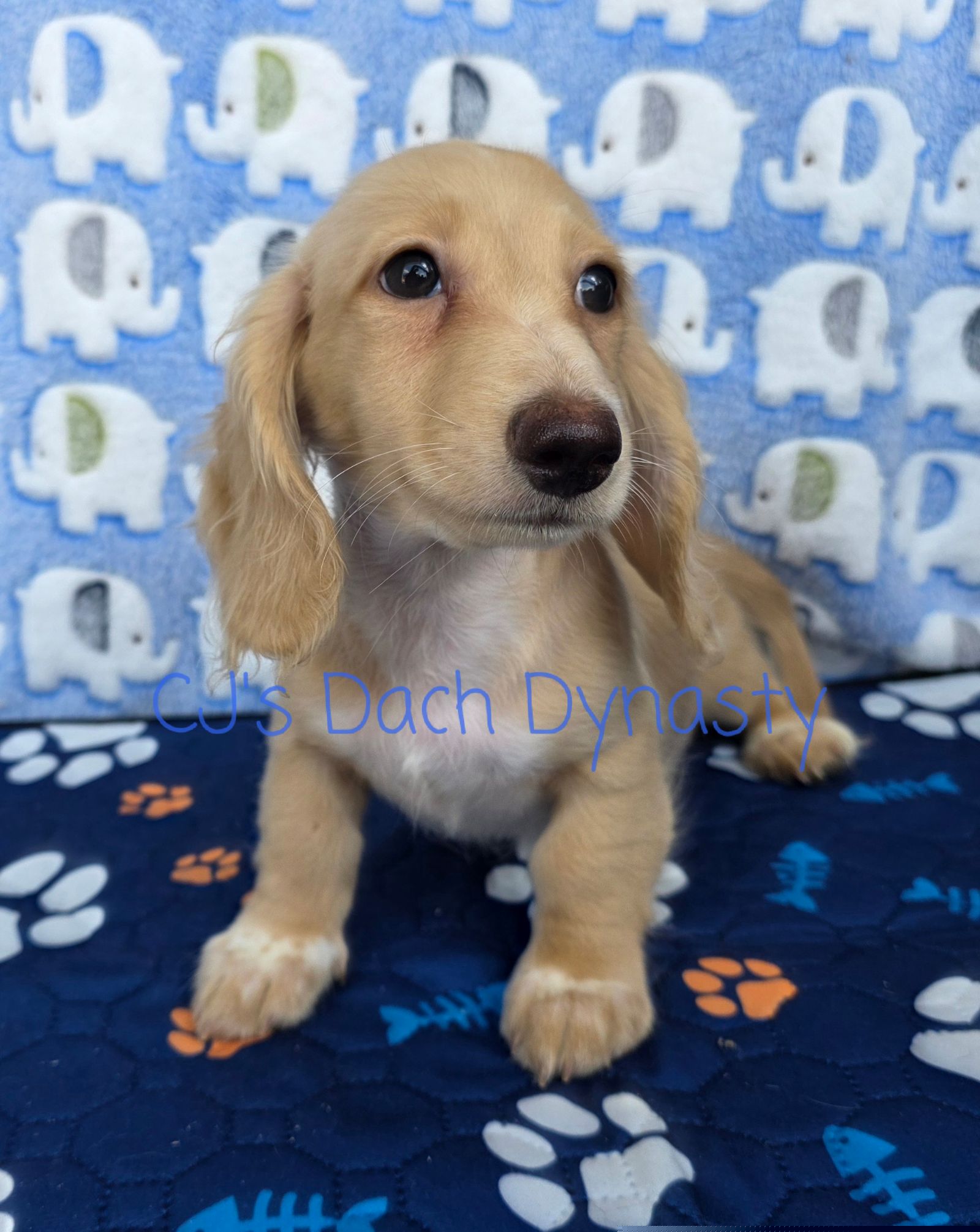 CHANCE 2200 - Cream male Dachshund puppy in Gatesville, Texas from CJ's Dach Dynasty
