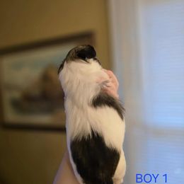 Boy 1 - Liver and white male Shih Tzu puppy in Norris City, Illinois from Dainty and Darling Shih Tzu