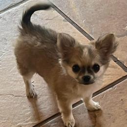 Grace - Fawn and white female Chihuahua puppy in Tecumseh, Oklahoma from Callie’s Happy Chihuahuas, Callie’s Happy Treasures LLC