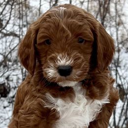 Blue Male - Apricot male Goldendoodle puppy in Great Falls, Montana from Montana Goldendoodles