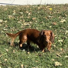 Maple - Dachshund
