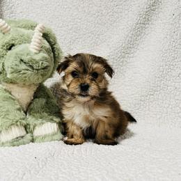 'Bashful' - Tan male Morkie puppy in Durand, Wisconsin from Larson’s Legacy Aussome Aussie Kennels