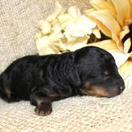 Salem- Male- AKC Mini Poodle- Stokesdale, NC - Phantom male Poodle puppy in Stokesdale, North Carolina from His and Hers Poodles and Doodles