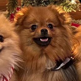 Willow - Pomeranian