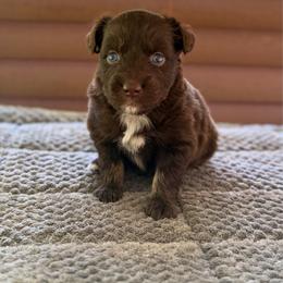 Bowser - Red tri-color male Australian Shepherd puppy in Tyner, Kentucky from Lil’ Town Aussies