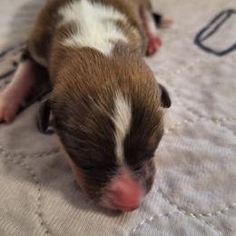 Sable boy with Christmas tree on neck - Sable male Pembroke Welsh Corgi puppy in Purcellville, Virginia from Rhone River Farm Pembroke Welsh Corgis