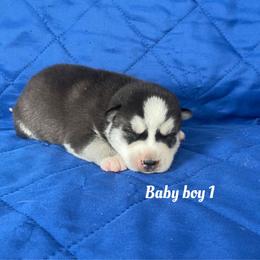 Baby boy 1 - Black and white male Siberian Husky puppy in Ocala, Florida from Florida Husky Puppies