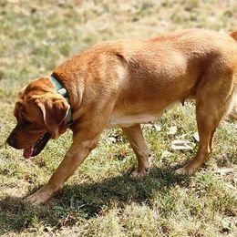 Duna - Labrador Retriever