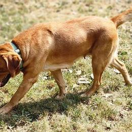 Duna - Labrador Retriever