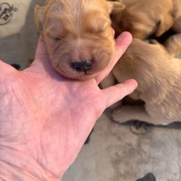 Baby - Golden female Golden Retriever puppy in Woodbury, Pennsylvania from Mejimo