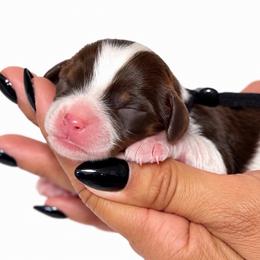 Espresso - Black tri-color male Assorted Doodle Crosses puppy in Yuciapa, California from AlltheDoodlez_