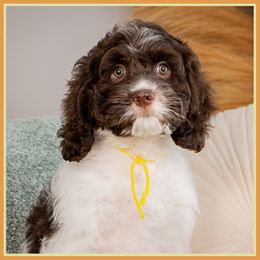 Bluey - Brown female Cockapoo puppy in Connersville, Indiana from Deaz Doodle Ranch