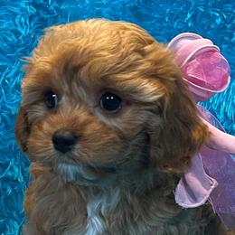 Cavapoos and Maltipoos from Knight Pups