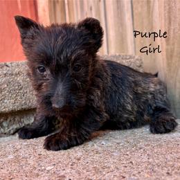 Icicle (purple) - Brindle female Scottish Terrier puppy in Chattanooga, Oklahoma from Lottie Dottie Scottie’s and Papillons