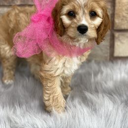 Cavapoo, Goldendoodle, and Poodle Puppies from Desert Valley Doodles