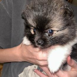 Cedar - Black and brindle female Pomeranian puppy in Zavalla, Texas from Precious Puff Poms