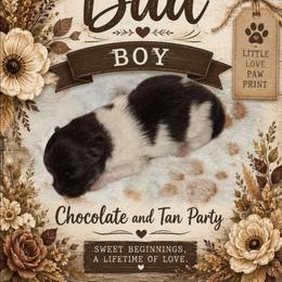 Bud - Chocolate parti male Pomeranian puppy in Gun Barrel City, Texas from Petite Poms