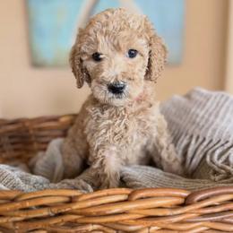 Chili - Apricot male Poodle puppy in New Smyrna Beach, Florida from Regal Crest Poodles