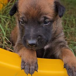 Croft's Red - Mahogany male Belgian Malinois puppy in Berry, Alabama from North River k9