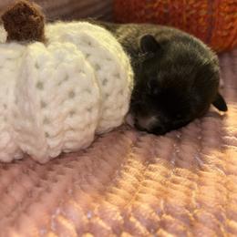 Dorothy - Brindle and white female American Corgi puppy in Madison, North Carolina from Montgomery Corgis